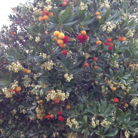 Le Clos Des Arbousiers