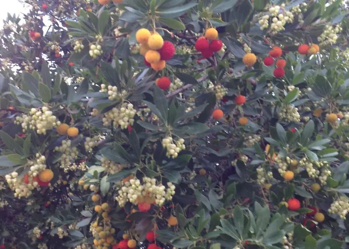 Le Clos Des Arbousiers